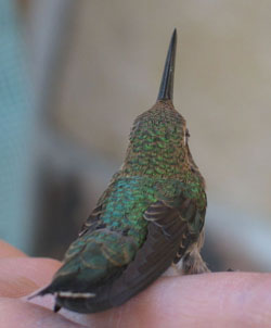 back of hummingbird on Clay’s hand - August 2009