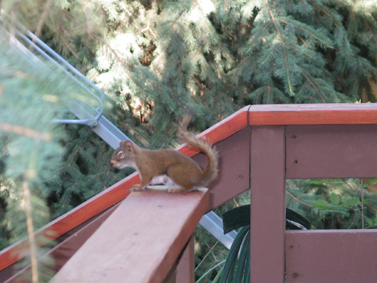 red squirrel