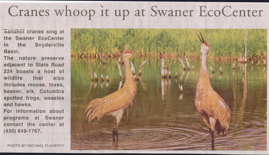 whooping cranes