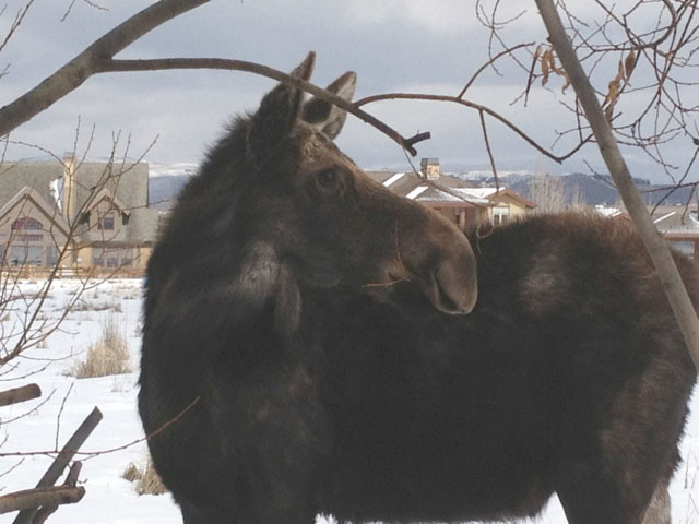 Young moose at Willow Creek Open Space