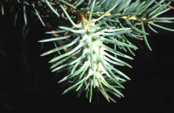 Spruce -Cooley gall