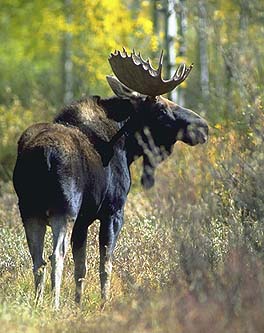 bull moose