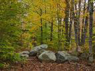 aspen grove
