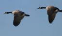 Canadian Geese in flight