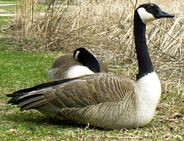 Canadian Geese at rest