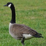 Canadian Geese adult