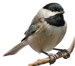 capped chickadee
