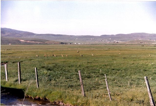 Sand Hill Cranes in wet lands around Silver Springs