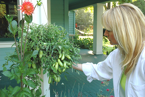 Hanging cukes peppers