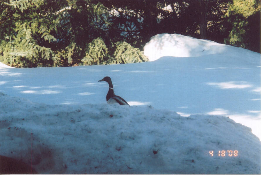 duck-in-yard-4-18-081.jpg
