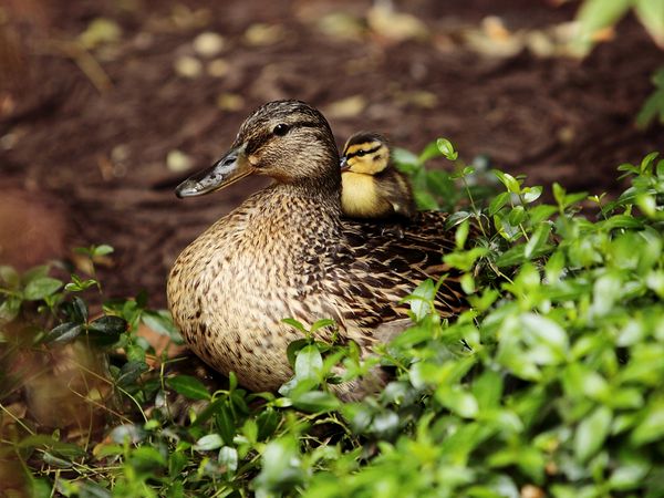 mallard mother and chick