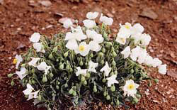 dwarf bear poppies - endangered species