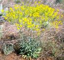 Malevolent weed - Dyer’s woad