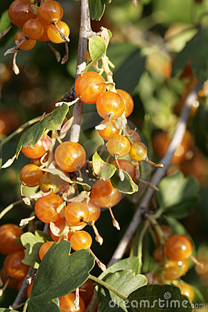 Golden Current berries