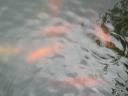 Goldfish in Silver Springs Lake