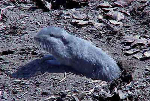 gophers