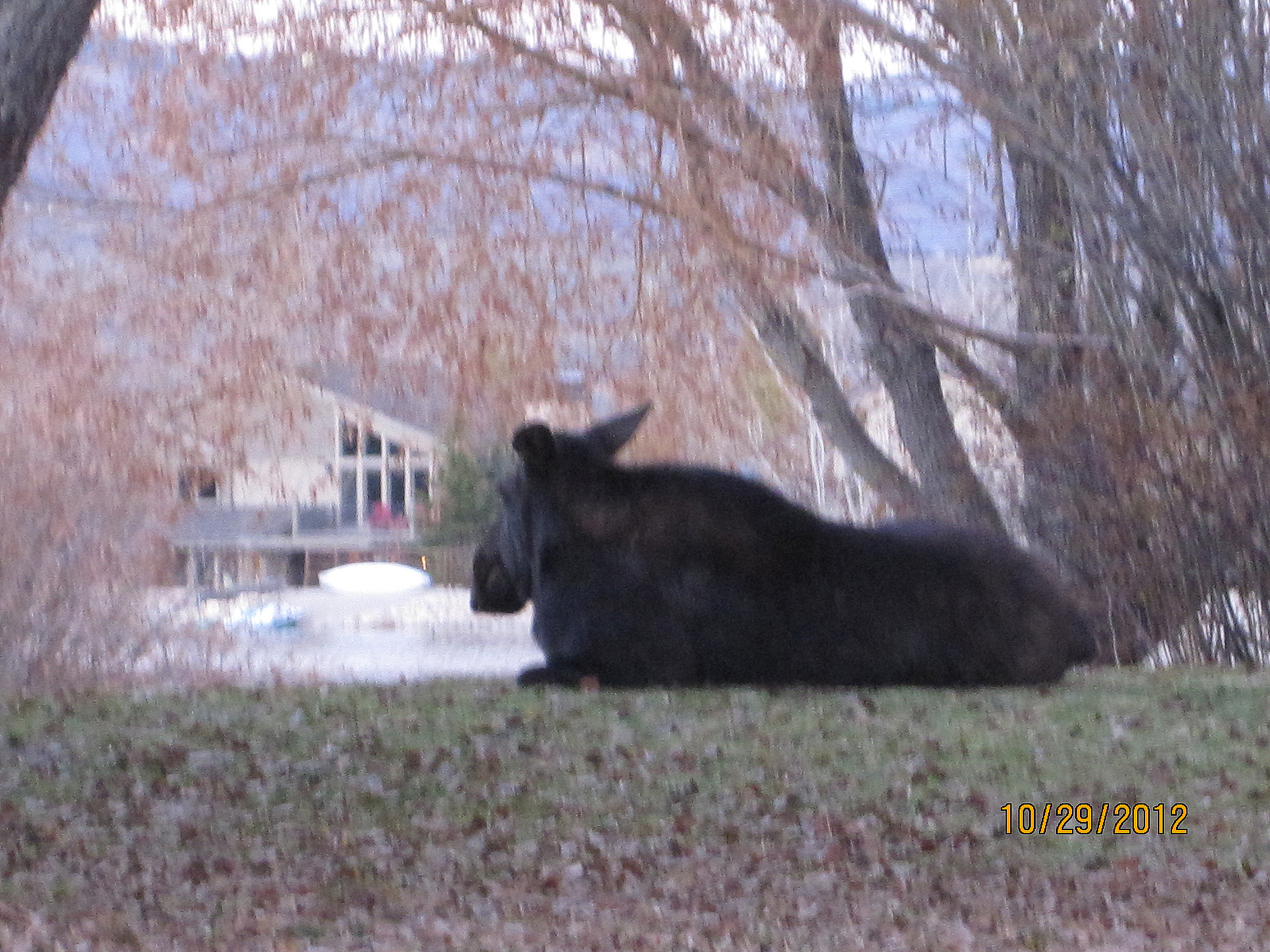 10/29/12 Solitary moose rests at Silver Springs Park.