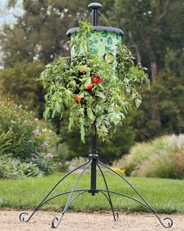 Inverted tomato tree