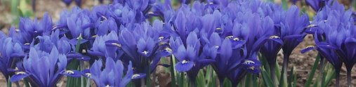 Iris