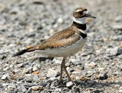 killdeer