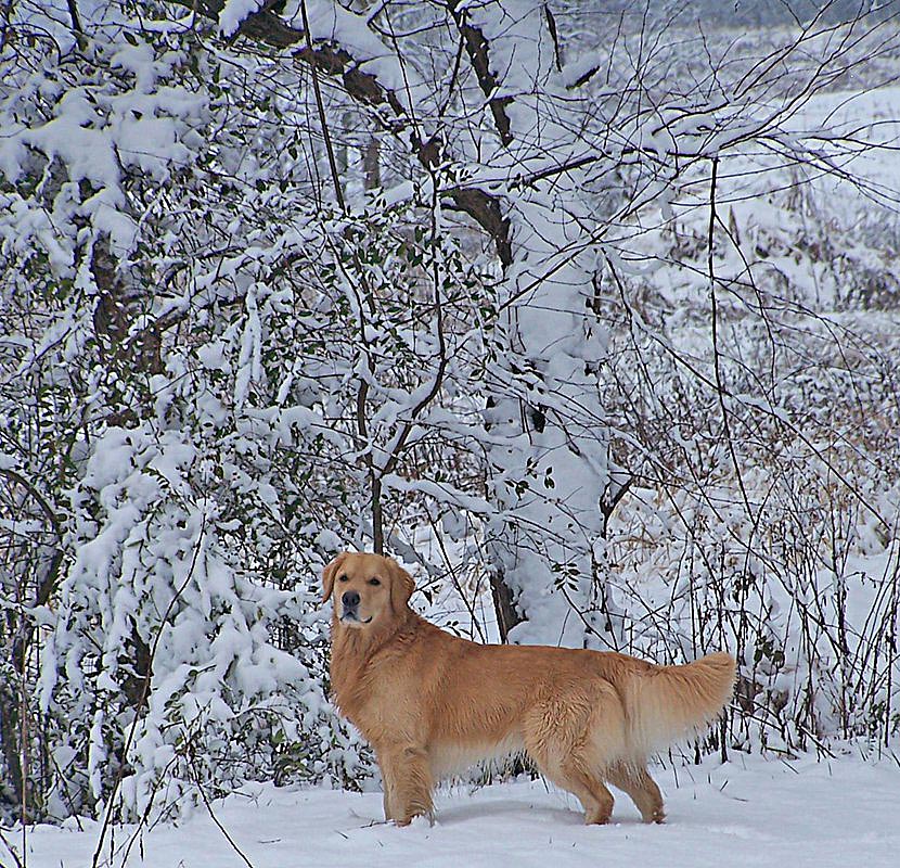 LillySioux snow profile