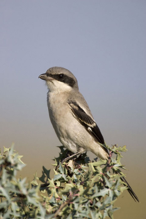 loggerhead shrikes