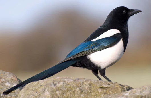 bird association thread apolyton civilization site bird association thread apolyton civilization site