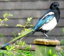 shrikes