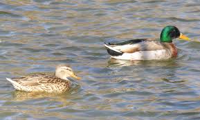 mallard couple