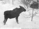 moose calf