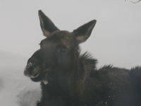 Baby Moose in Gunter's Yard - 3-2008 - Photo courtesy of Bill & Susan Gunter 8 month old baby moose in Bill Gunter’s yard - 3-2008