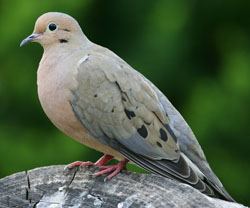 mourning dove