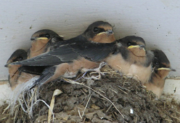 mud-swallows.JPG