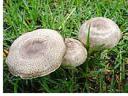 lawn mushrooms