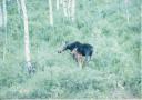 1995 Moose cow and calf