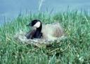 Canadian Geese nesting