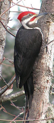 pileated woodpecker