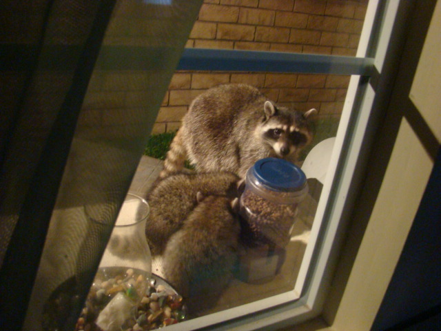 racoons