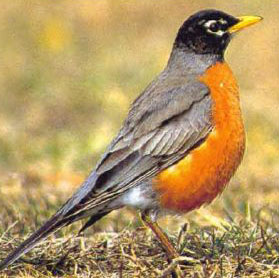 robin