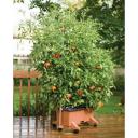 rolling tomato trellis