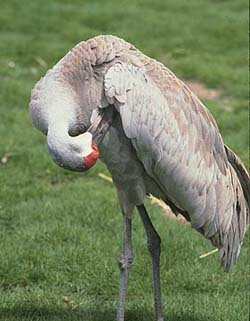 Sand Hill Crane Sand Hill Crane grooming self.