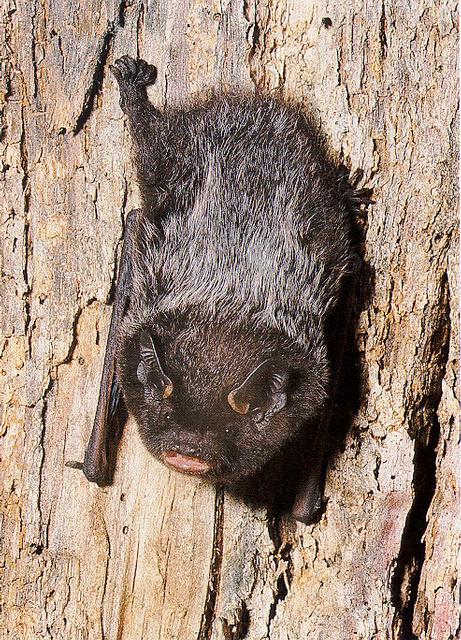 silver-haired bat