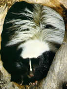 skunk
