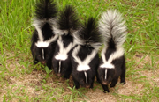 skunk siblings