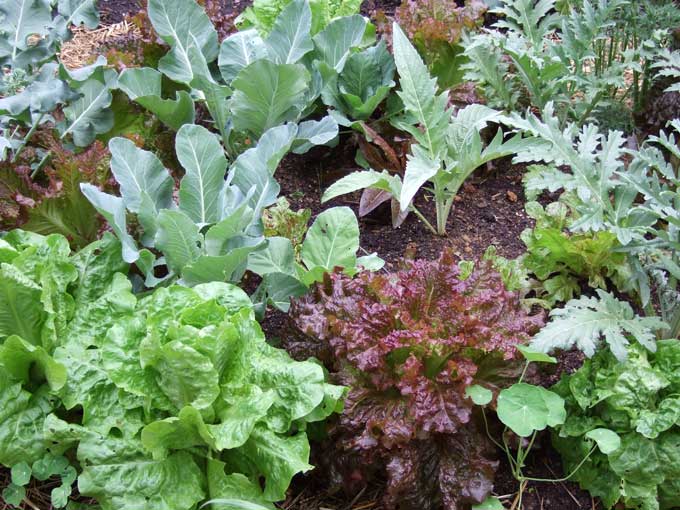 Spring veggies