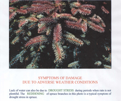 spruce-drought stress redness