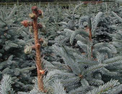 Spruce tip weevil is recognized by the needleless upper most tip of the evergreen tree.