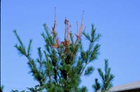 Spruce tip weevil appears on upper most branch tips