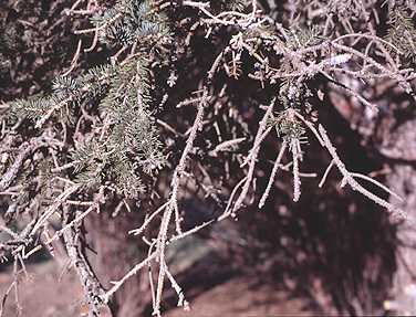 Spruce water stress damage