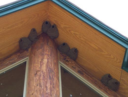 swallow-colony-roof.jpg